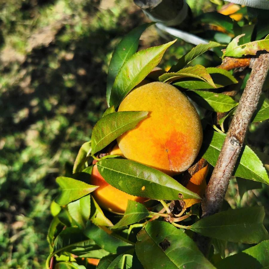 Quinta Do Paraiso São Teotónio Exterior foto